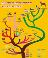 Стенд "Развитие животного мира на земле" - «globural.ru» - Томск