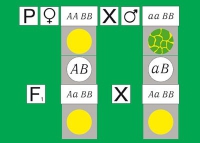 Модель-аппликация Дигибридное скрещивание. Законы Менделя. (набор из 84 карт) - «globural.ru» - Томск