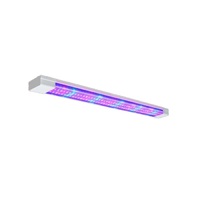 Фитолампа - «globural.ru» - Томск