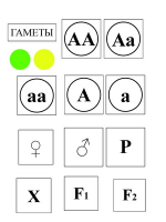 Модель-аппликация Моногибридное скрещивание и его цитологические основы - «globural.ru» - Томск