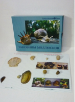 Коллекция "Раковины моллюсков" (вариант 2) - «globural.ru» - Томск