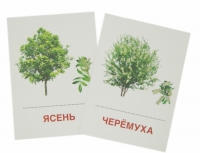 Раздаточные карточки "Деревья и кустарники" - «globural.ru» - Томск