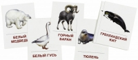 Раздаточные карточки "Животные холодных широт" - «globural.ru» - Томск