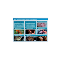 Стенд-планшет светодинамический "Изучение типических патологических процессов в организмах животных" - «globural.ru» - Томск