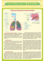 Стенд "Дыхательная система" - «globural.ru» - Томск