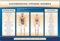 Электрифицированный стенд-тренажер c макетом скелета "Анатомическое строение человека" - «globural.ru» - Томск