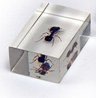 Комплект микропрепаратов для стереомикроскопа - «globural.ru» - Томск