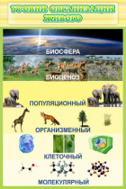Стенд "Уровни организации живого" - «globural.ru» - Томск