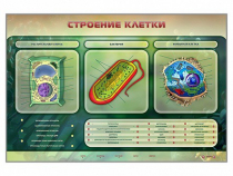 Электрифицированный стенд "Строение клетки" с маркерными полями - «globural.ru» - Томск