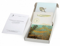 Модель-аппликация Развитие лягушки (набор из 10 карт) - «globural.ru» - Томск