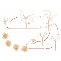 Модель-аппликация Строение и цикл развития гидры - «globural.ru» - Томск