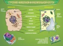 Стенд "Строение животной и растительной клеток" - «globural.ru» - Томск