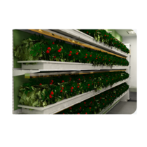 Стеллаж для выращивания клубники "Стена" - «globural.ru» - Томск