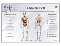 Электрифицированный стенд-тренажер "Скелетон" - «globural.ru» - Томск