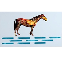 Стенд-планшет светодинамический "Изучение кровеносной системы сельскохозяйственных животных" со сменными панелями - «globural.ru» - Томск