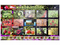 Комплект оборудования "Живой уголок" (растения) с тифлопереводом и сурдокомментариями - «globural.ru» - Томск