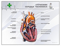 Стенд "Строение сердца человека" - «globural.ru» - Томск
