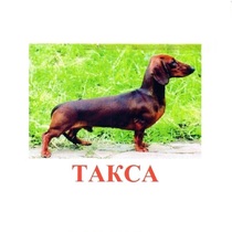 Карточки Домана "Породы собак" - «globural.ru» - Томск