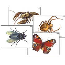 Модель-аппликация "Разнообразие беспозвоночных" (ламинированная) - «globural.ru» - Томск