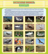 Стенд "Красная книга - птицы" - «globural.ru» - Томск