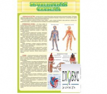 Стенд "Кровеносная система" - «globural.ru» - Томск