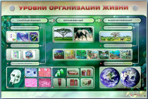 Электрифицированный стенд "Уровни организации жизни" - «globural.ru» - Томск