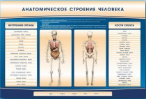 Электрифицированный стенд-тренажер c макетом скелета "Анатомическое строение человека" - «globural.ru» - Томск
