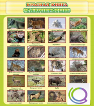 Стенд "Красная книга - млекопитающие" - «globural.ru» - Томск