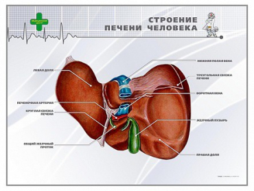 Стенд "Строение печени человека" - «globural.ru» - Томск