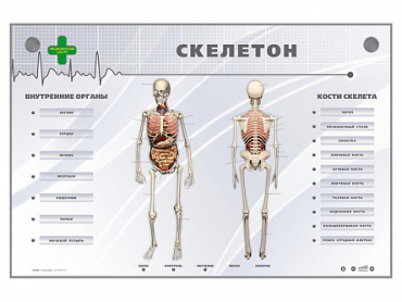 Электрифицированный стенд-тренажер "Скелетон" - «globural.ru» - Томск
