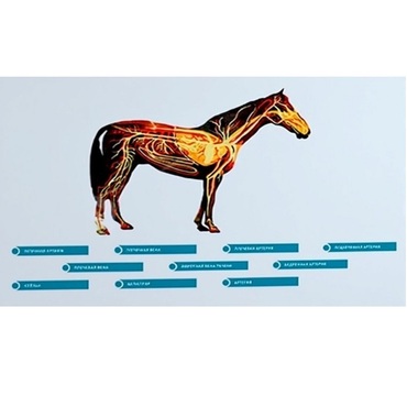 Стенд-планшет светодинамический "Изучение кровеносной системы сельскохозяйственных животных" со сменными панелями - «globural.ru» - Томск