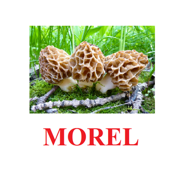 "Mushrooms" ("Грибы") английские карточки Домана - «globural.ru» - Томск