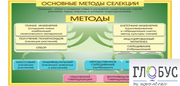 Стенд "Методы селекции и биотехнологии" - «globural.ru» - Томск