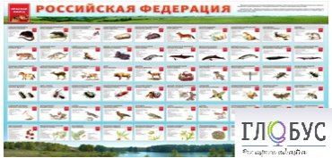 Стенд "Красная книга РФ" - «globural.ru» - Томск