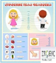 Стенд "Строение человека" для детей - «globural.ru» - Томск