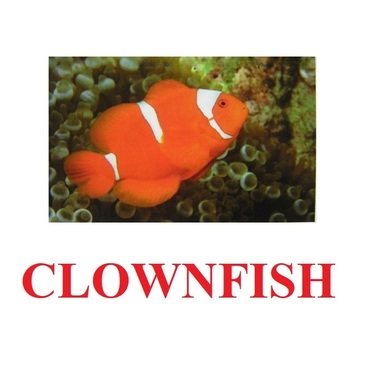 "Fish" ("Рыбы") английские карточки Домана - «globural.ru» - Томск