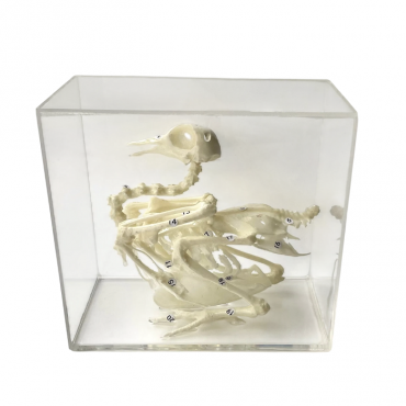 Комплект скелетов различных классов животных - «globural.ru» - Томск